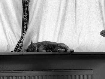 Cat sleeping