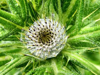 Close-up of thistle