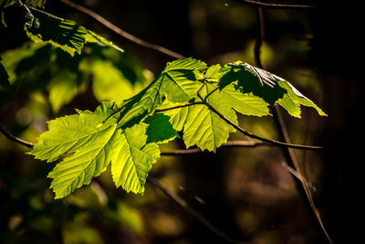 Close-up of green leaves