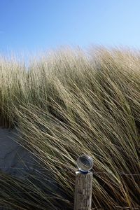 Close-up of wheat field against clear sky