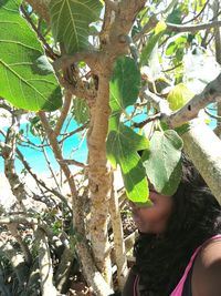 Low angle view of tree growing against sky