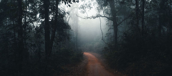 Dirt road amidst trees in forest