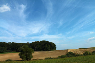 Scenic view of agricultural field against sky