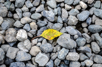 Close-up of yellow lizard on pebbles