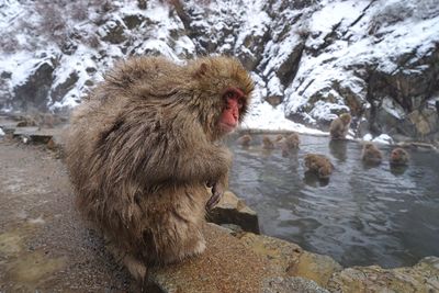 Monkey on rock during winter
