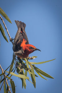 Low angle view of bird perching on branch against sky