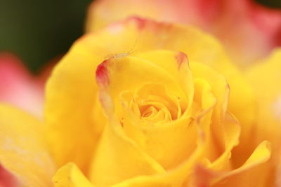 Close-up of yellow rose flower