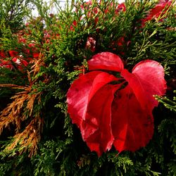 Close-up of red flower growing in field