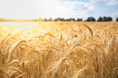 Wheat field against sky