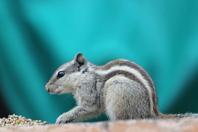 Close-up of squirrel