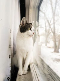 Close-up of cat sitting outdoors