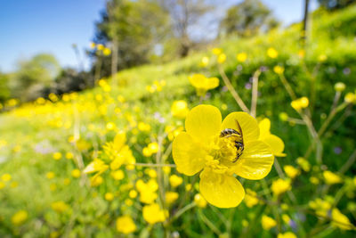 Close-up of bee pollinating on yellow flower