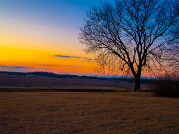 Silhouette bare tree on field against sky during sunset