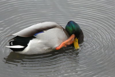 High angle view of ducks swimming in lake