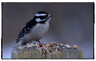 Close-up of bird perching