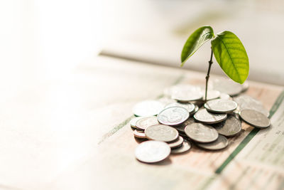 High angle view of plant growing amidst coins on table