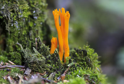 Close-up of yellow flowering mushroom
