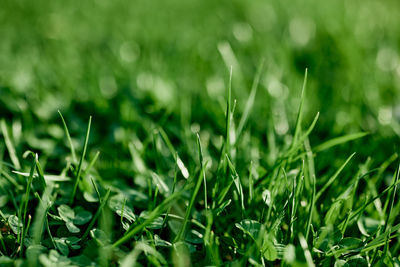 Full frame shot of grass