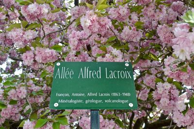 Close-up of pink cherry blossom tree