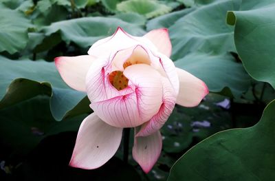 Close-up of pink lotus water lily