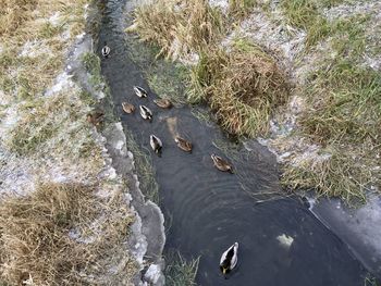 High angle view of birds in river