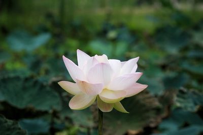 Close-up of pink water lily