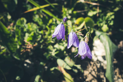 Close-up of purple flower
