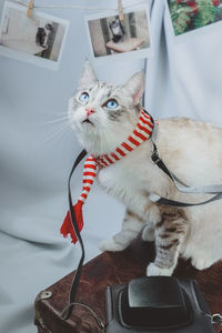 Portrait of a cat looking away