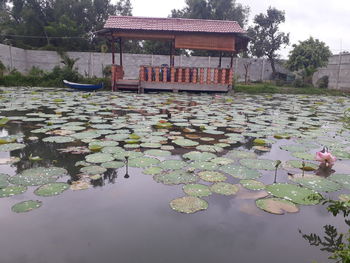 Water lily in lake