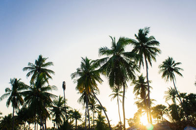 Low angle view of palm trees against clear sky