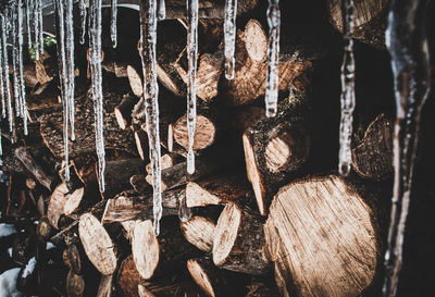 Close-up of logs in forest