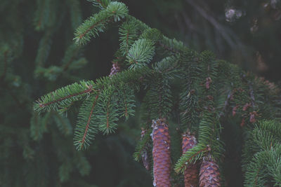 Close-up of pine tree