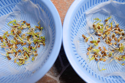 Close up of water spinach sprouts. hydroponic water spinach in vegetable basin.