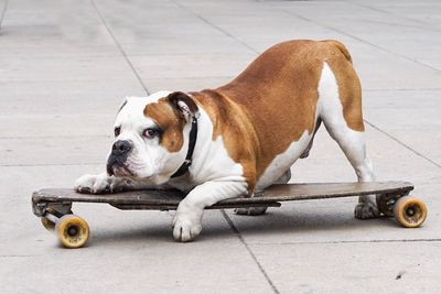 English bulldog skateboarding on walkway