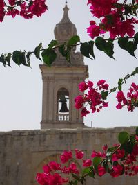 Low angle view of pink flowers