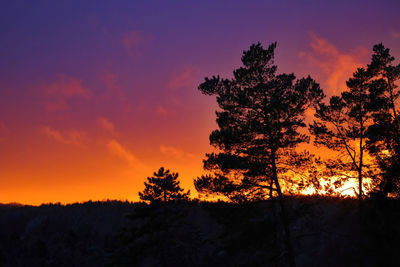 Low angle view of silhouette trees against sky during sunset