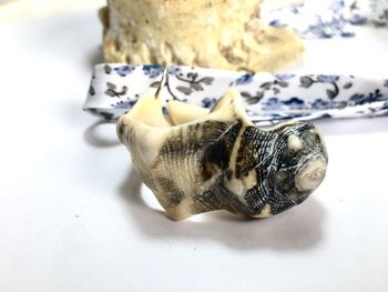 High angle view of a shell on white background