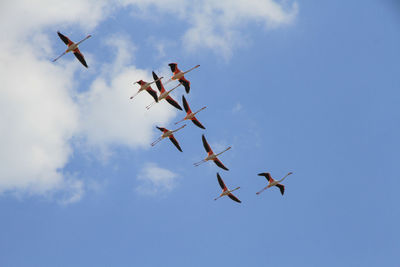 Low angle view of airshow against sky