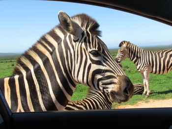 Zebras in the wild,  thru the car window