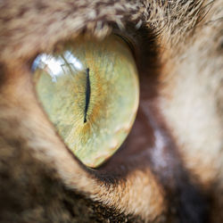 Close-up of cat