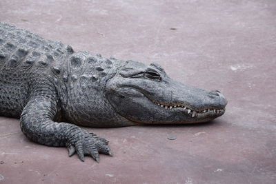 Close-up of a lizard