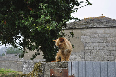 Sheep on retaining wall against sky