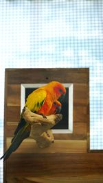 Parrot perching on wood