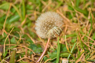 Close-up of dandelion flower on field