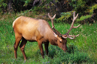 A male bull elk eats fresh clover.