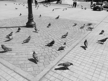 High angle view of birds perching on street