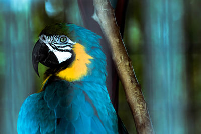 Close-up of blue macaw perching on wood