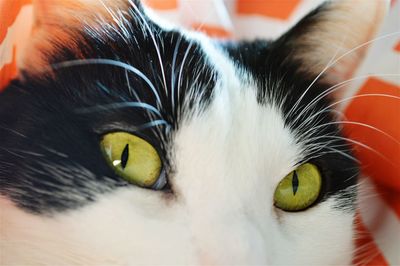 Close-up portrait of cat