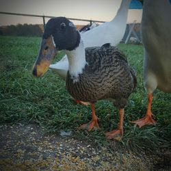 Close-up of goose on field