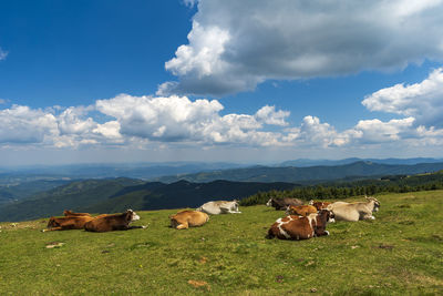 Cows on field against sky